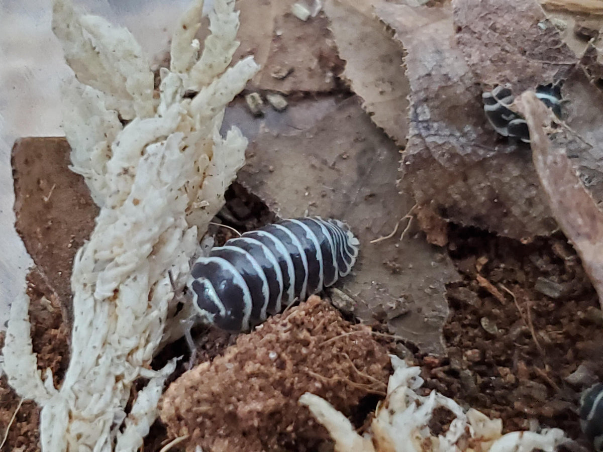 Zebra - Armadillidium Maculatum (12 Count) - Reptile Deli Inc.