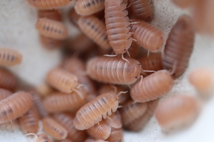 Isopods, the land-crab community that lives within.