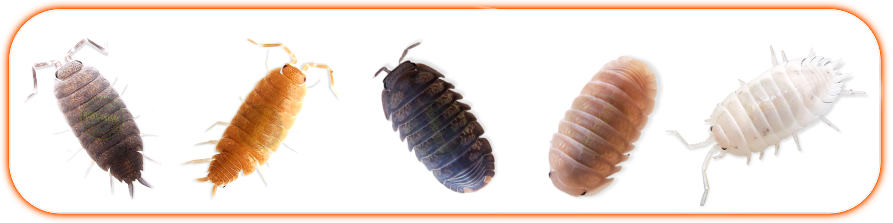 Isopods