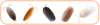 Isopods