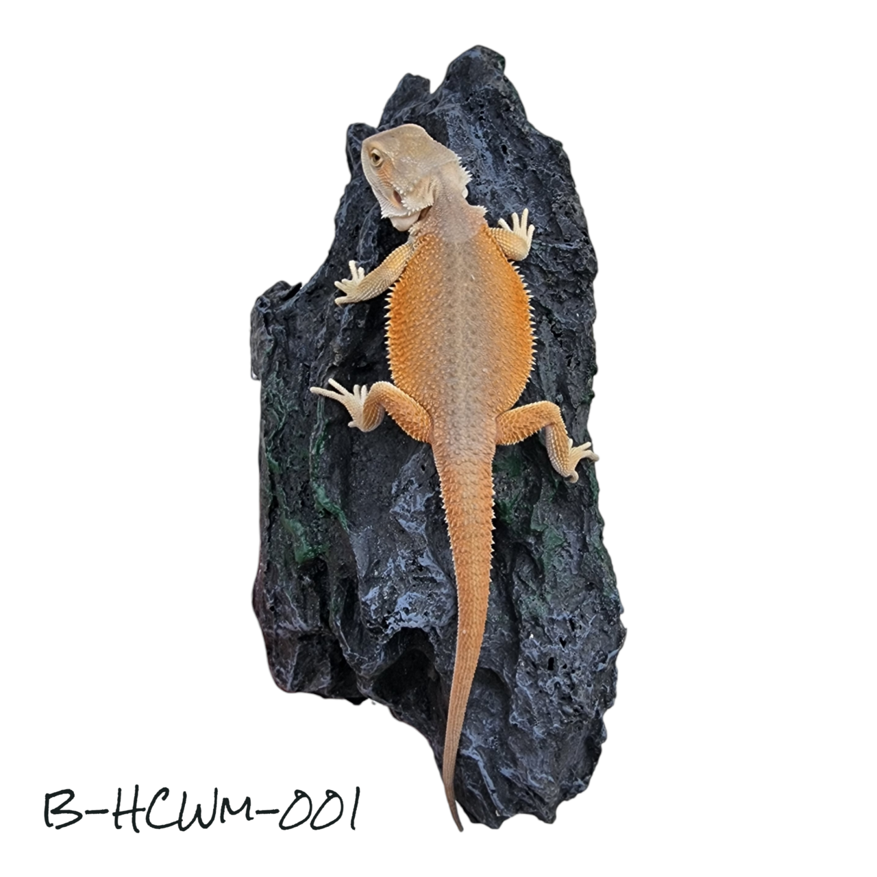 Reptiles