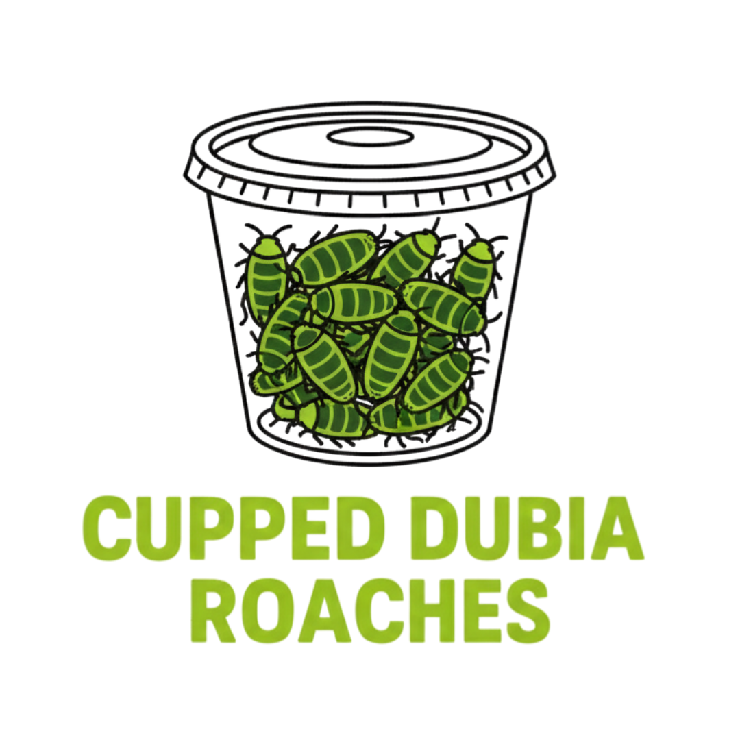 Cupped Dubia Roaches