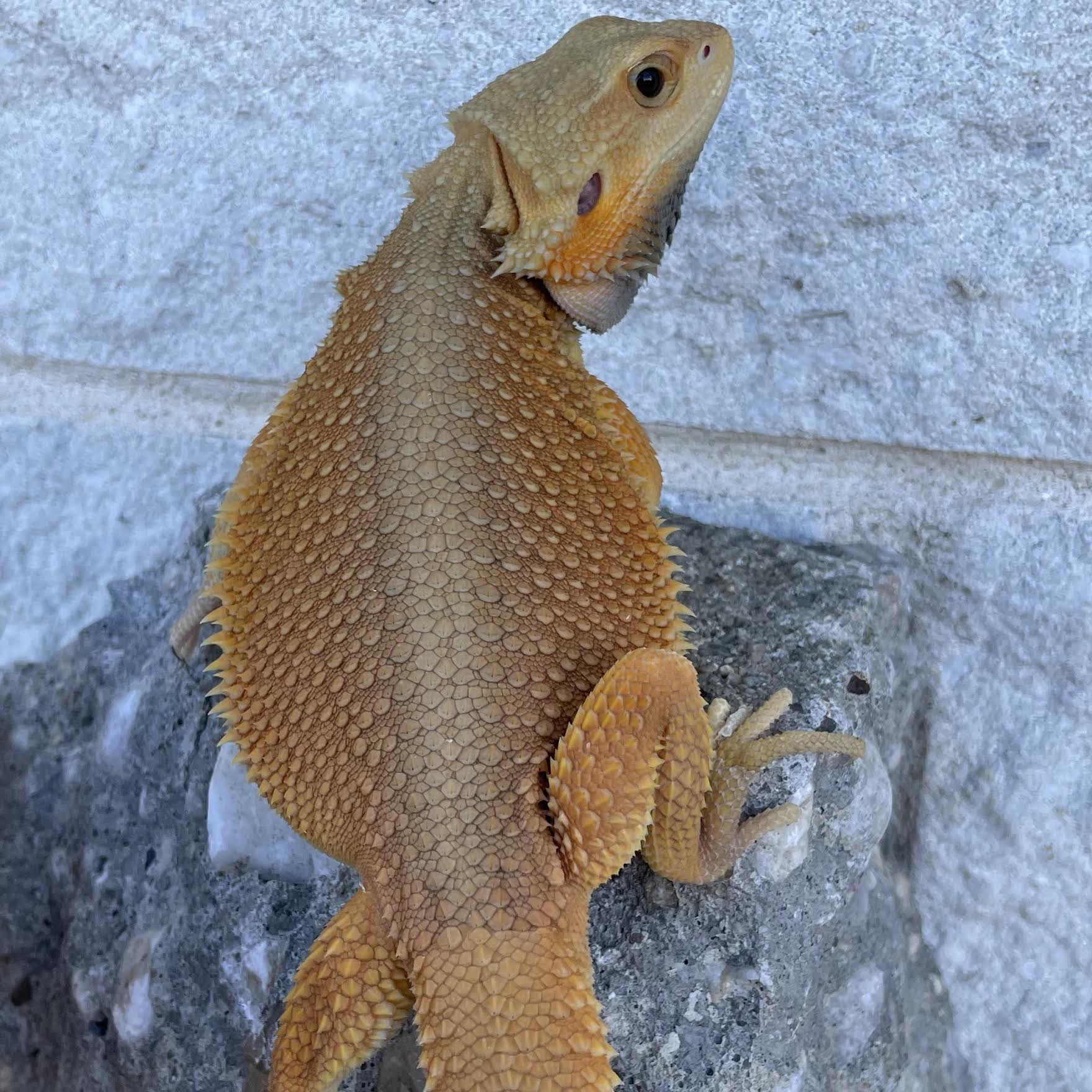 Orange High Color Translucent Witblits Female - Reptile Deli Inc.