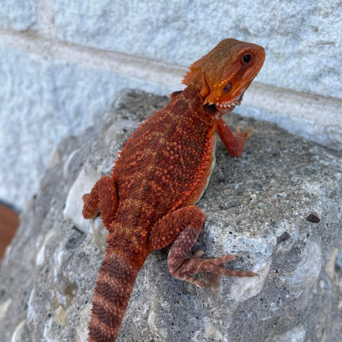 Translucent 50% Red Monster 100% Het Hypo Female - Reptile Deli Inc.