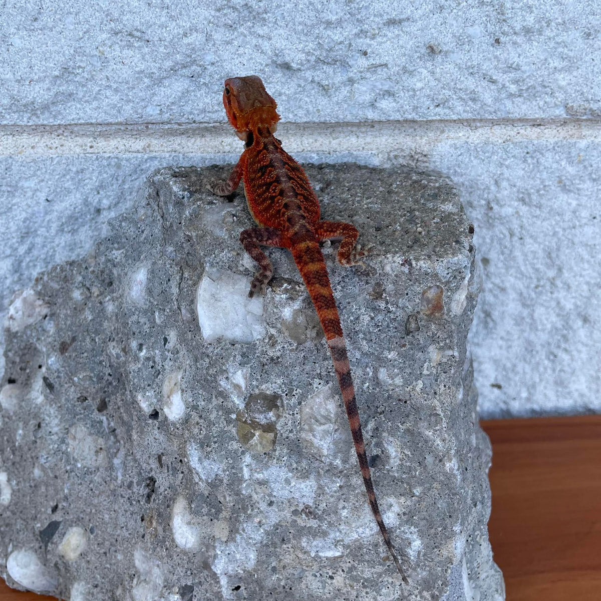 Translucent Red Monster Male - Reptile Deli Inc.