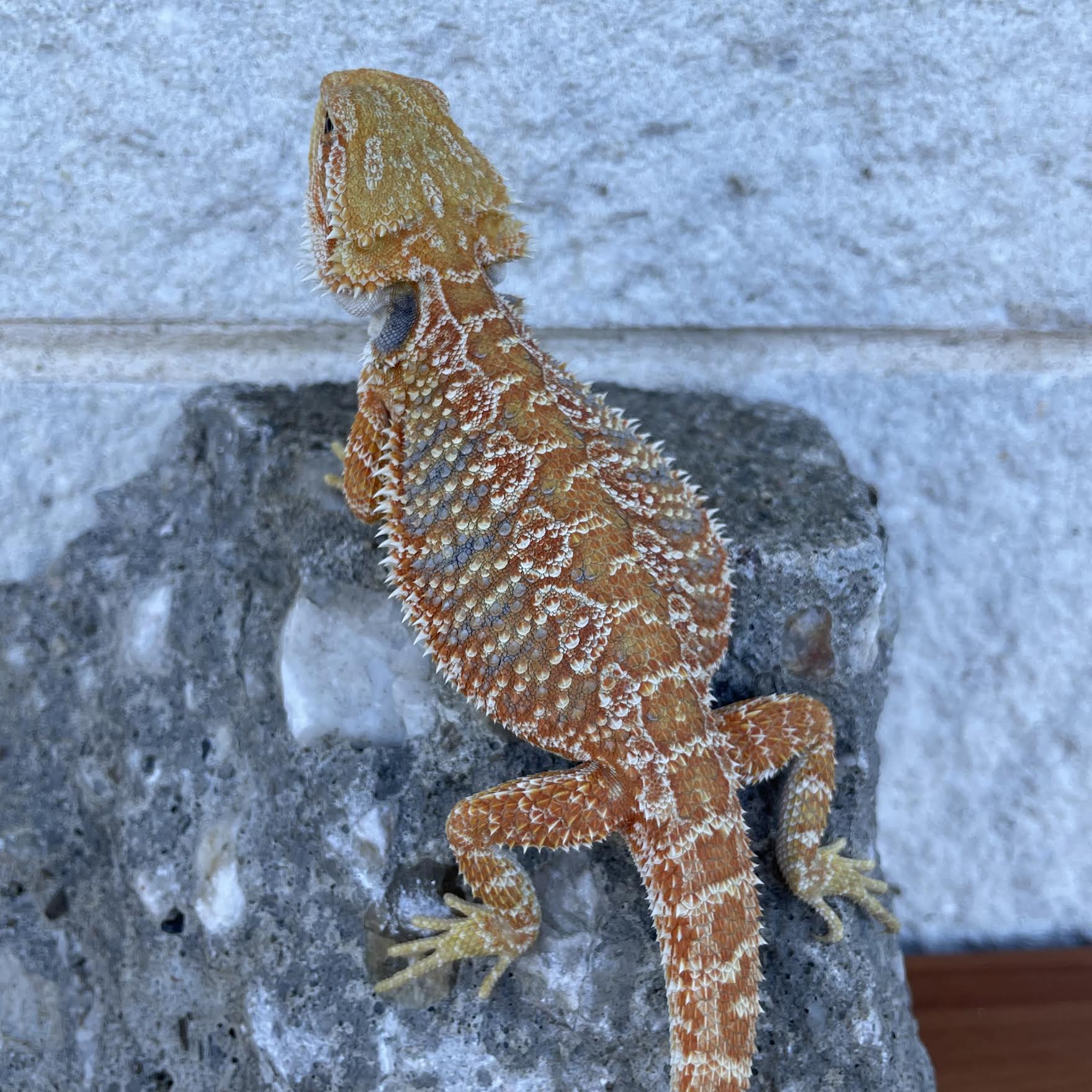 Orange Hypo Blue Bar Female - Reptile Deli Inc.