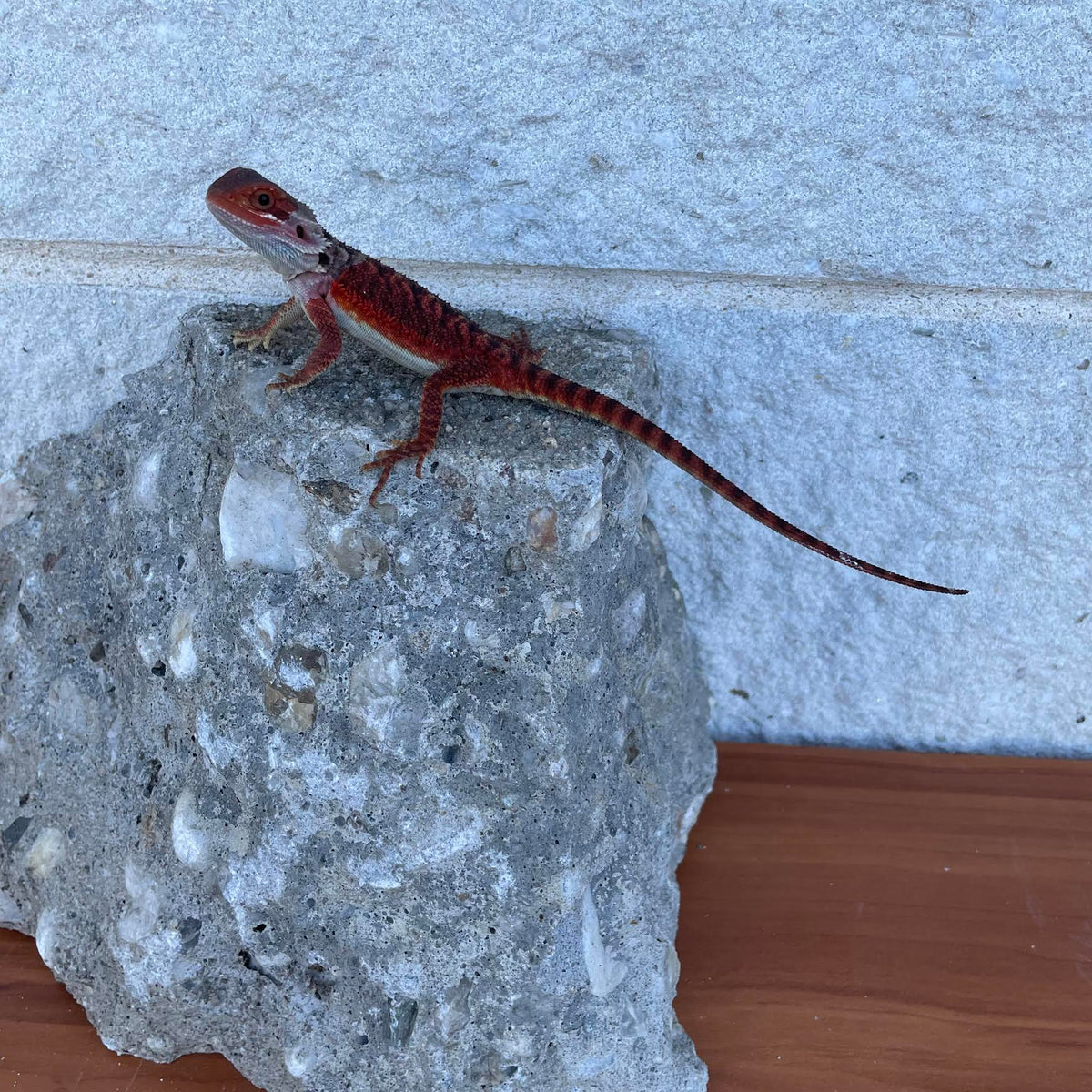 Translucent Red Monster Female - Reptile Deli Inc.