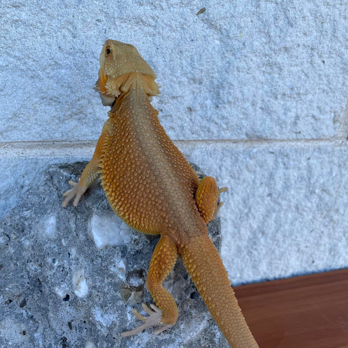 Orange High Color Translucent Witblits Female - Reptile Deli Inc.