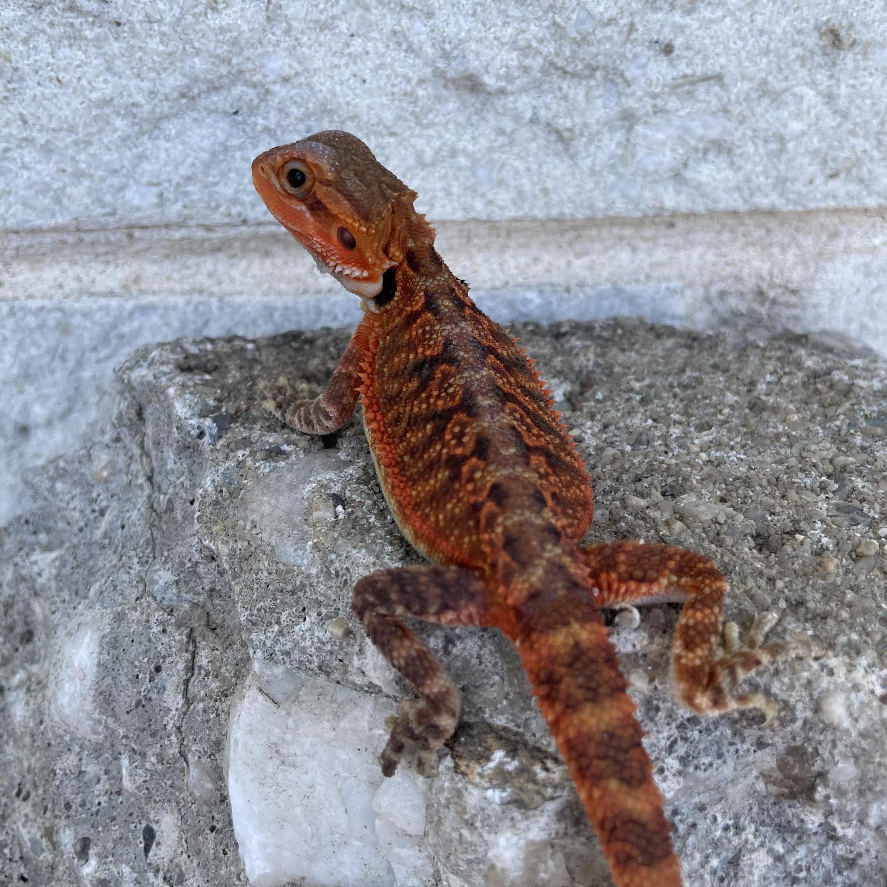 Translucent Red Monster Male - Reptile Deli Inc.