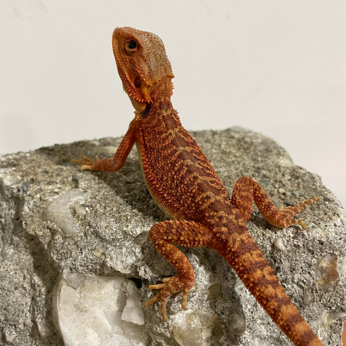 Red Translucent 50% Red Monster 100% Het Hypo Male - Reptile Deli Inc.