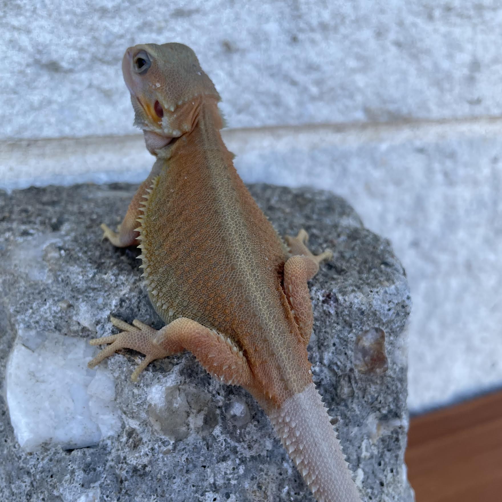 High Color Hypo Translucent Witblits Female - Reptile Deli Inc.