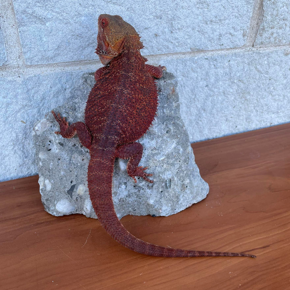 Red Proven Breeder Double Het Hypo Trans Male Belgium Import - Reptile Deli Inc.