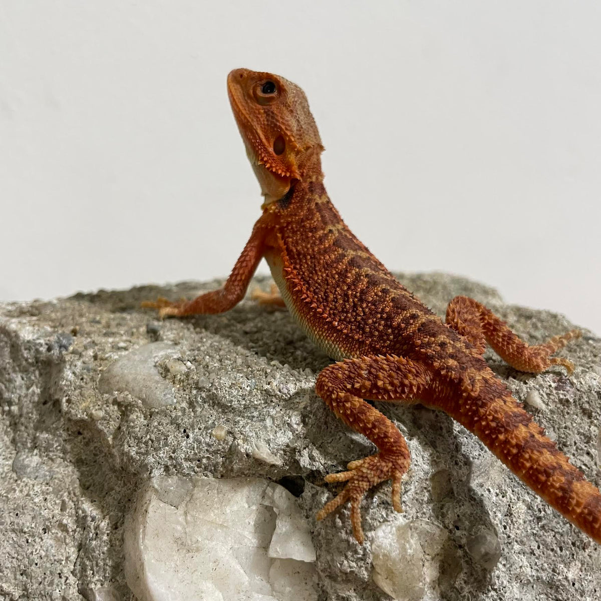 Red Translucent 50% Red Monster 100% Het Hypo Male - Reptile Deli Inc.