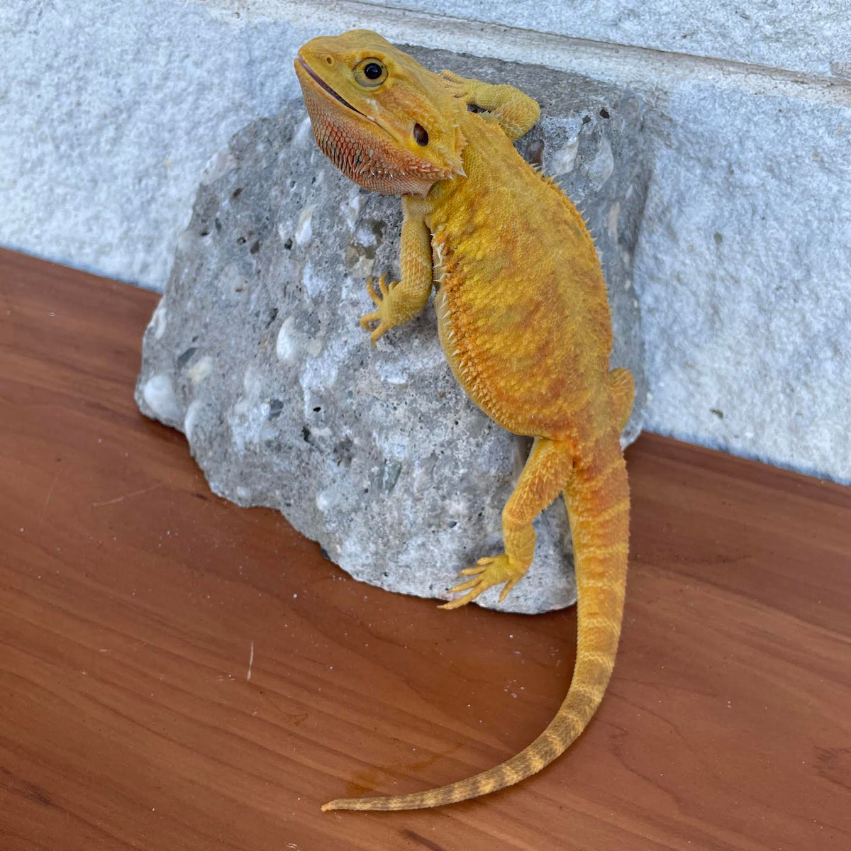 Yellow Hypo Translucent Female - Reptile Deli Inc.