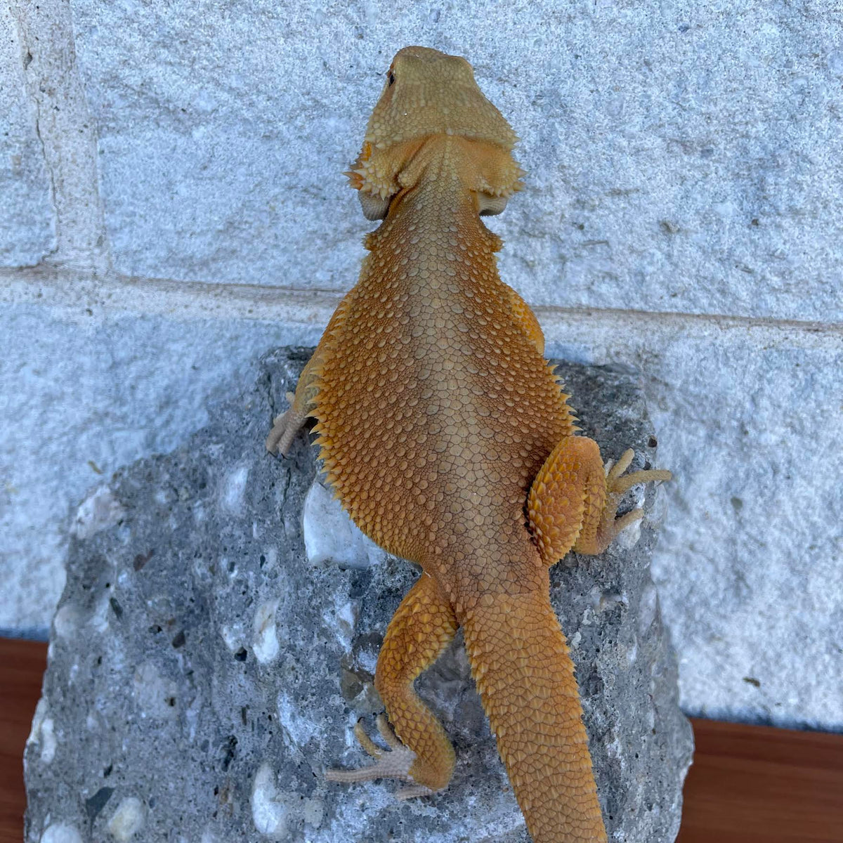 Orange High Color Translucent Witblits Female - Reptile Deli Inc.