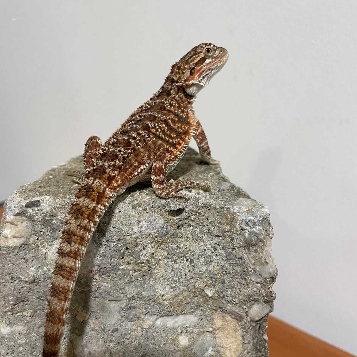 50% Red Monster Double Het Hypo Translucent Male - Reptile Deli Inc.