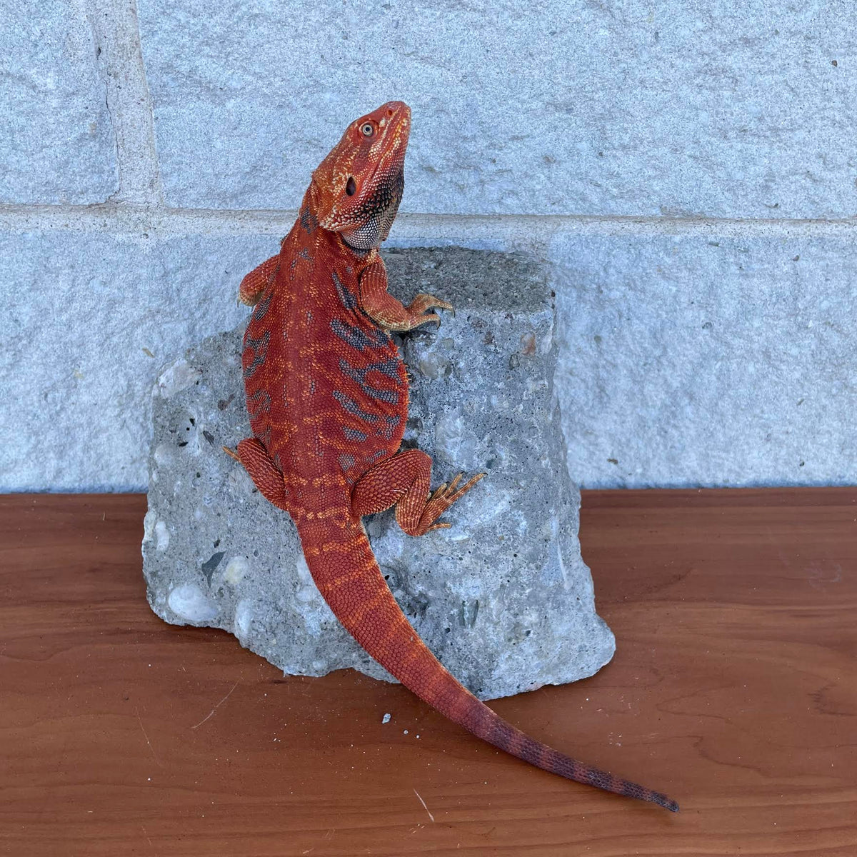 Red Leatherback Blue Bar Color Stripe Male - Reptile Deli Inc.