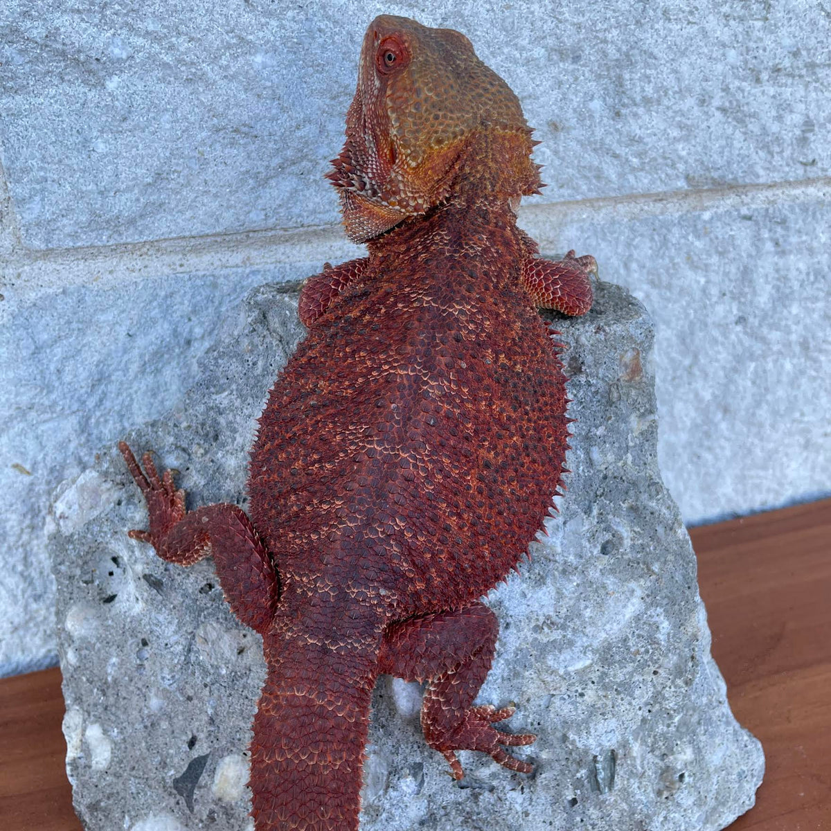 Red Proven Breeder Double Het Hypo Trans Male Belgium Import - Reptile Deli Inc.