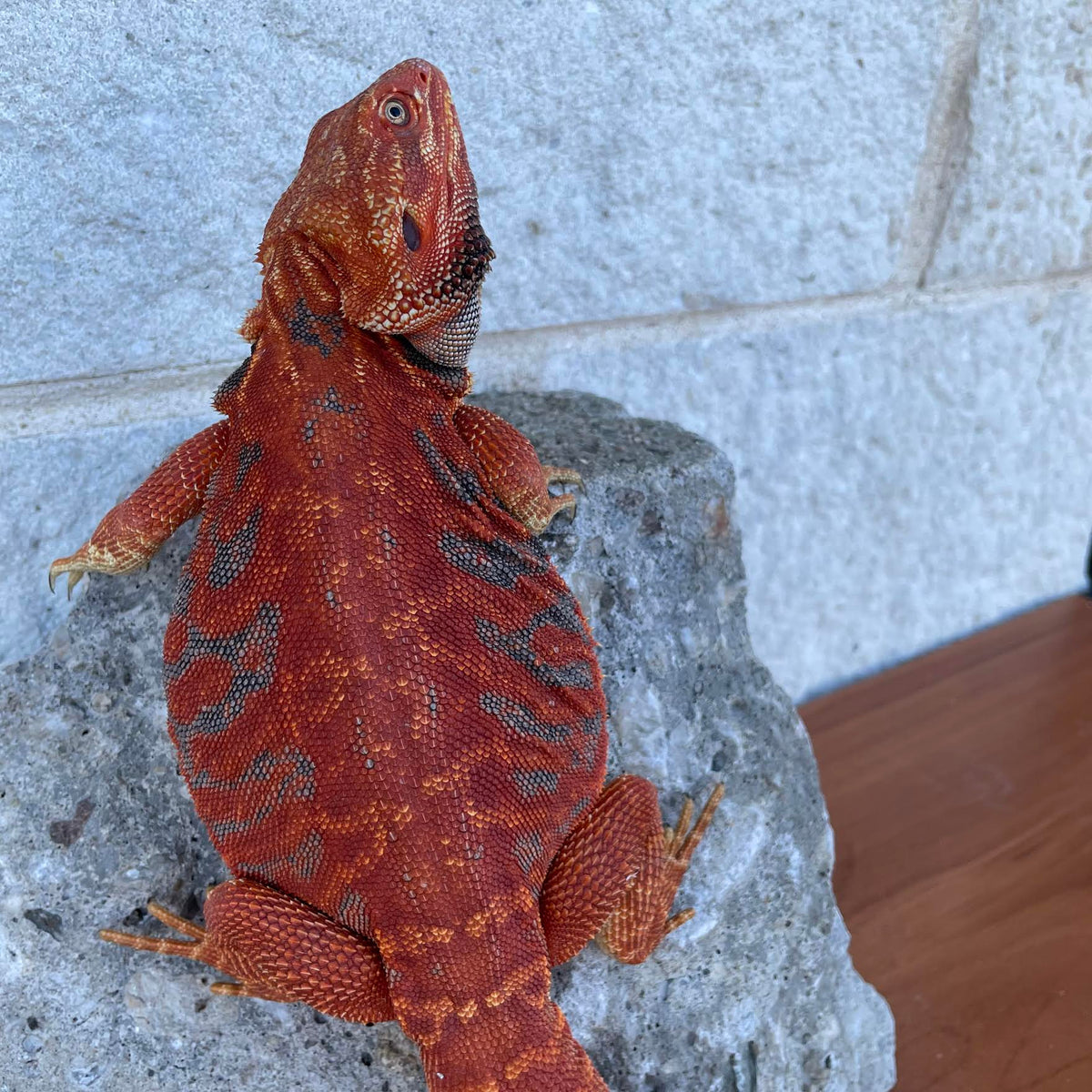 Red Leatherback Blue Bar Color Stripe Male - Reptile Deli Inc.