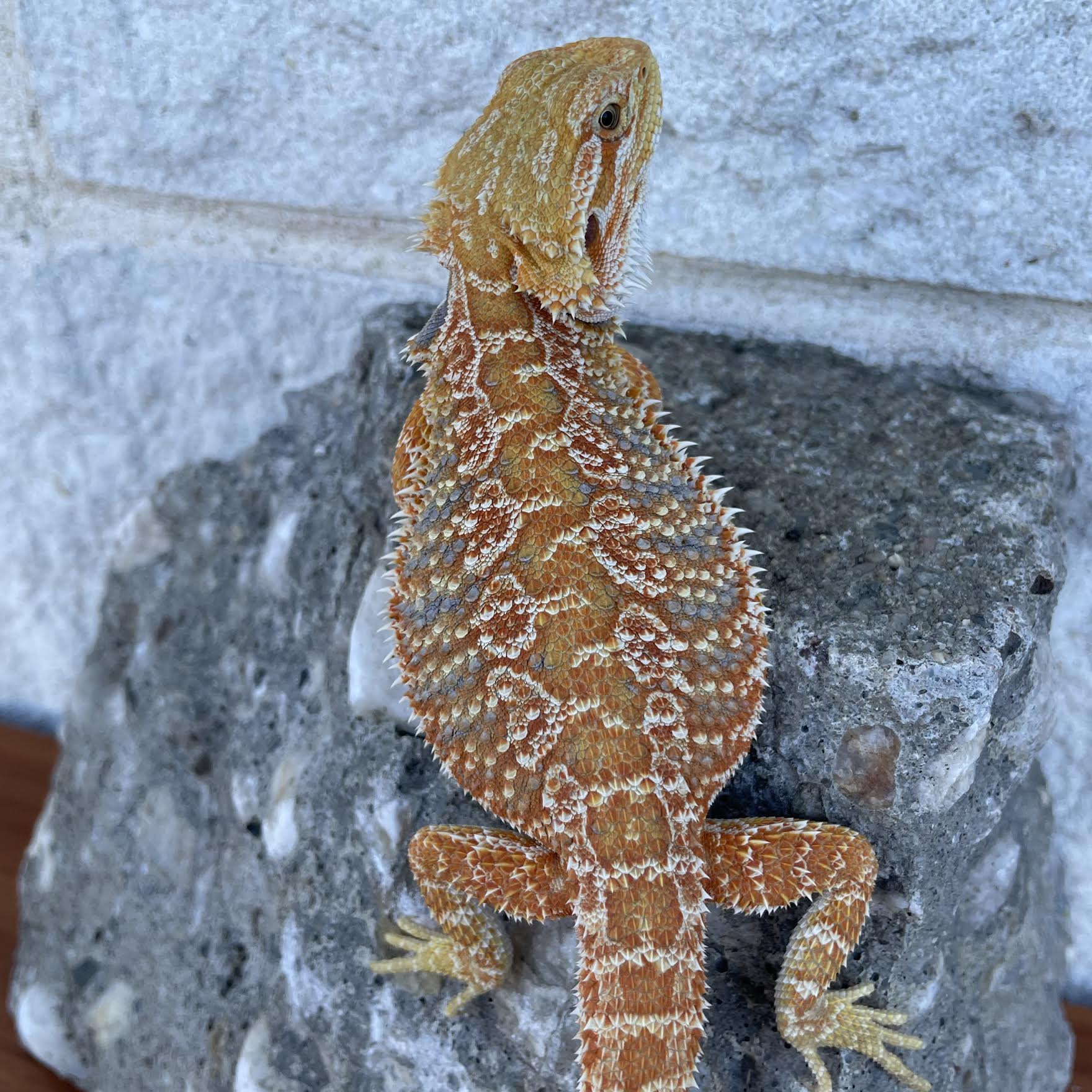 Orange Hypo Blue Bar Female - Reptile Deli Inc.