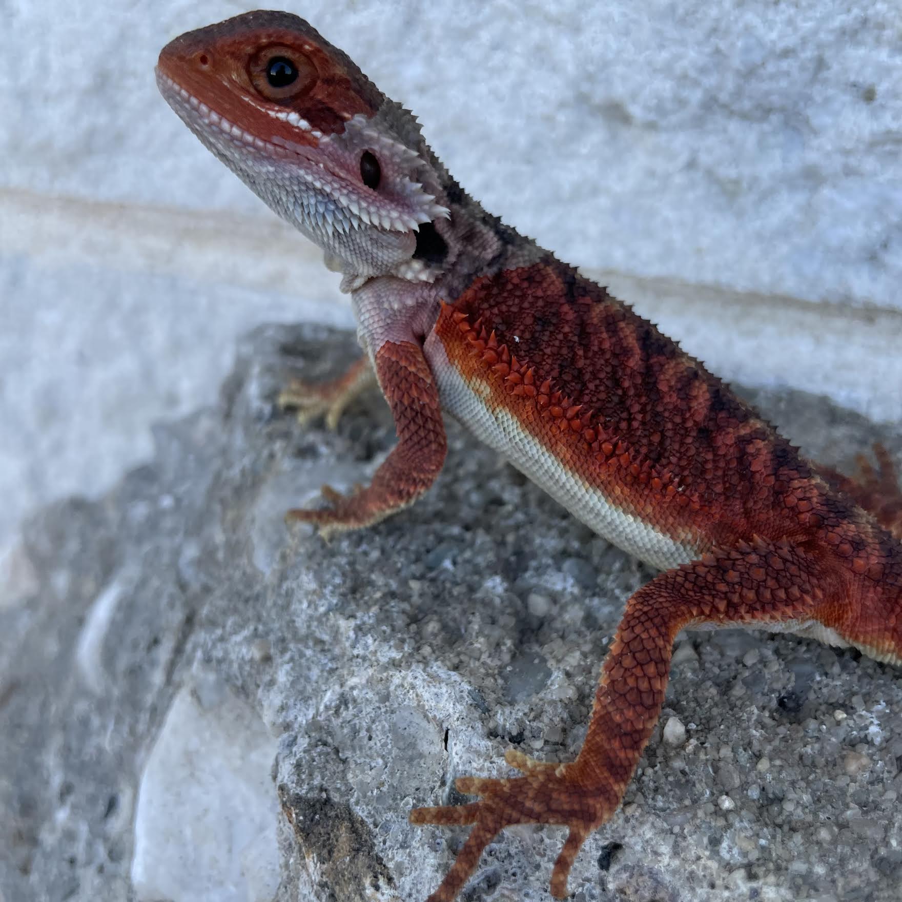 Translucent Red Monster Female - Reptile Deli Inc.