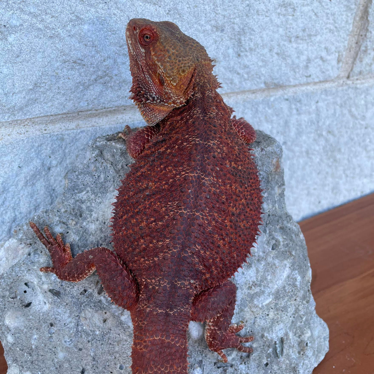 Red Proven Breeder Double Het Hypo Trans Male Belgium Import - Reptile Deli Inc.