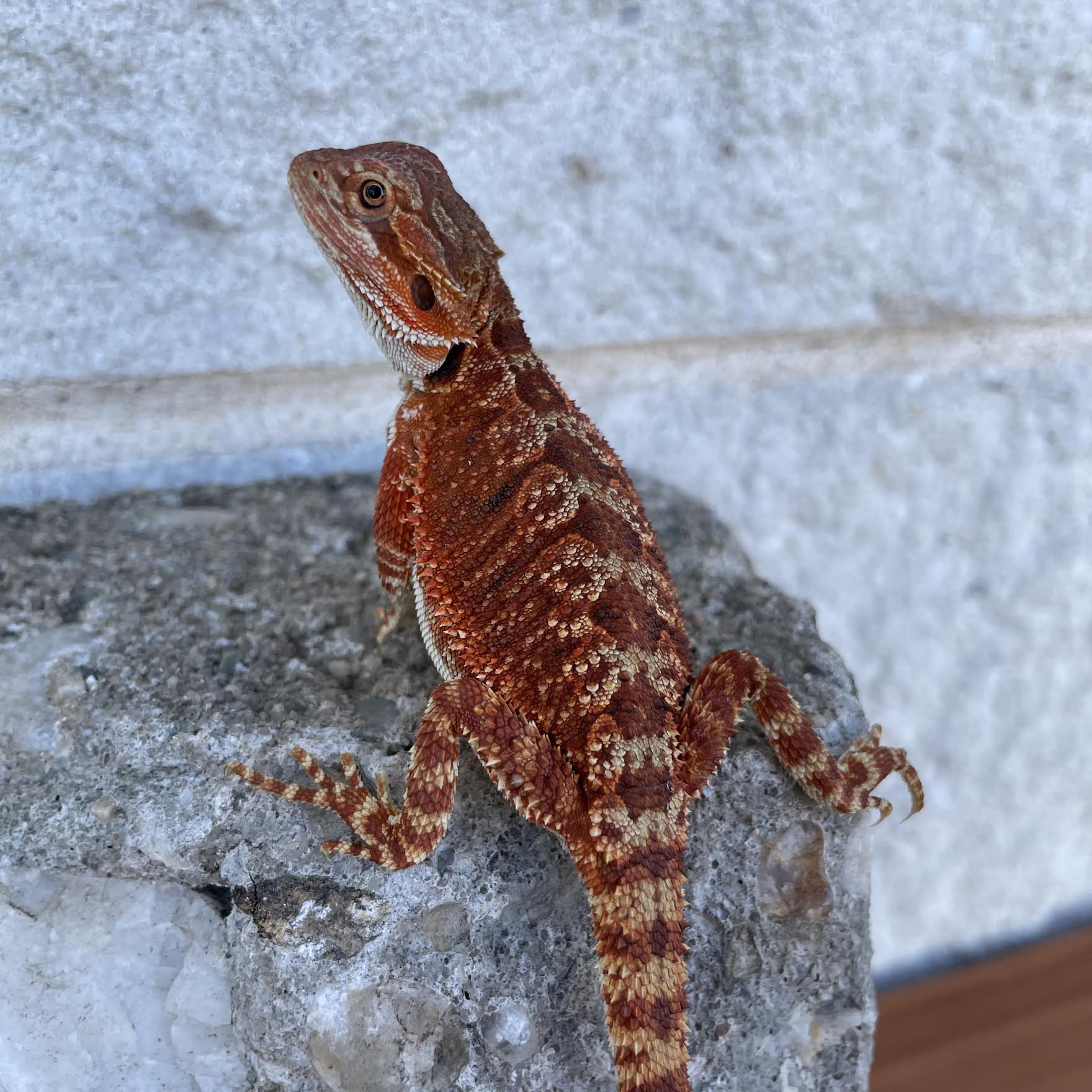 Double Het Red Monster Female - Reptile Deli Inc.