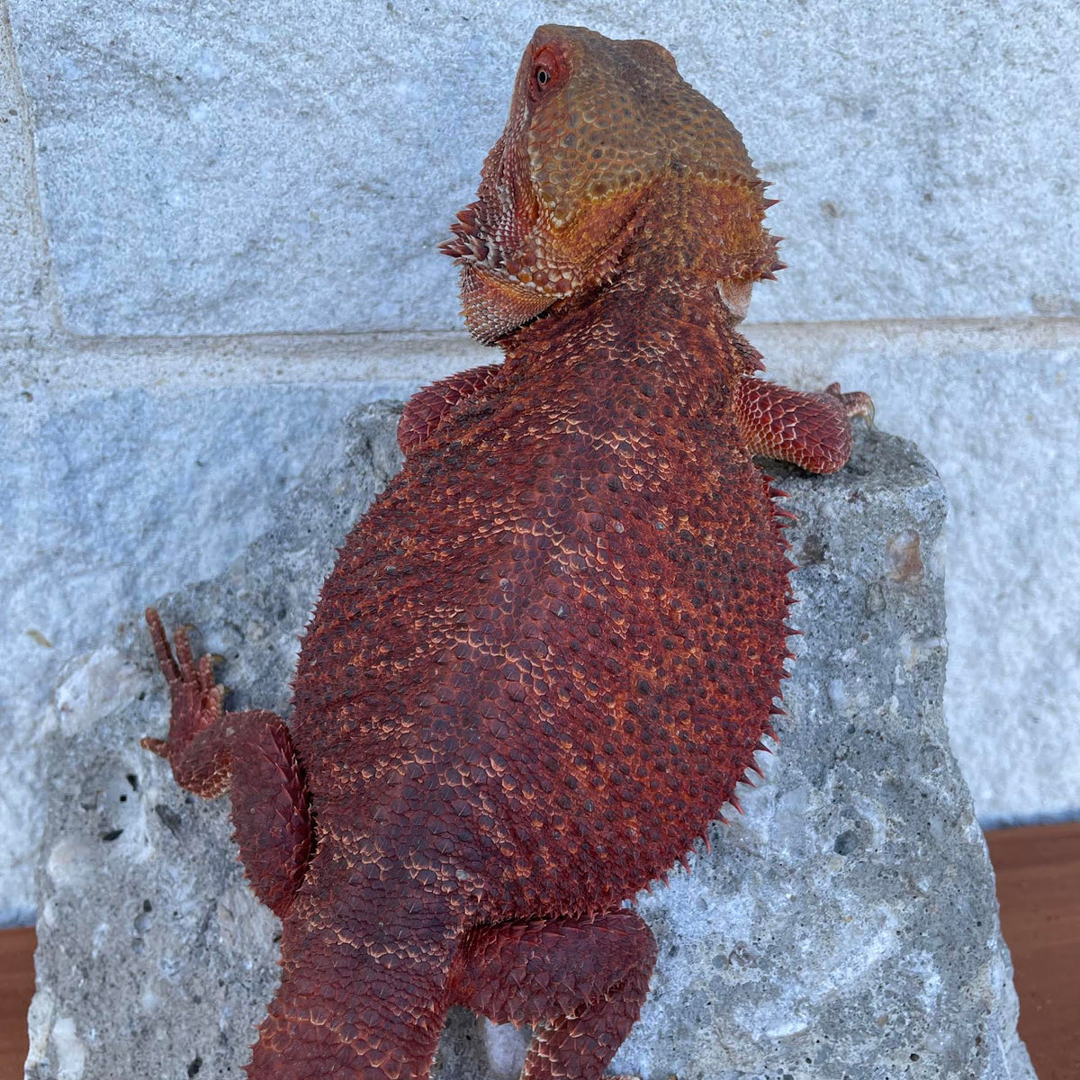 Red Proven Breeder Double Het Hypo Trans Male Belgium Import - Reptile Deli Inc.