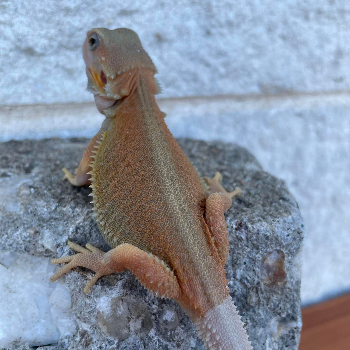 High Color Hypo Translucent Witblits Female - Reptile Deli Inc.