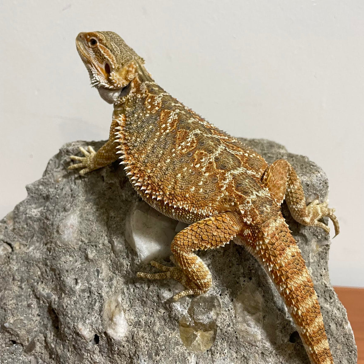 Blue Bar 66% Het Hypo Translucent Sub Adult Male - Reptile Deli Inc.