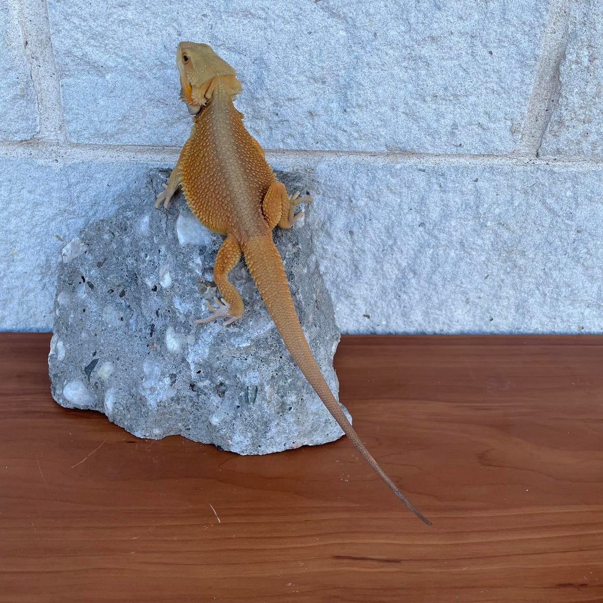 Orange High Color Translucent Witblits Female - Reptile Deli Inc.