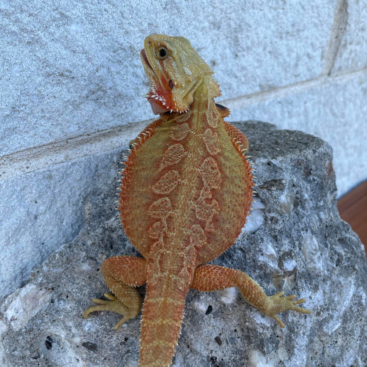 Orange Hypo Translucent Female - Reptile Deli Inc.