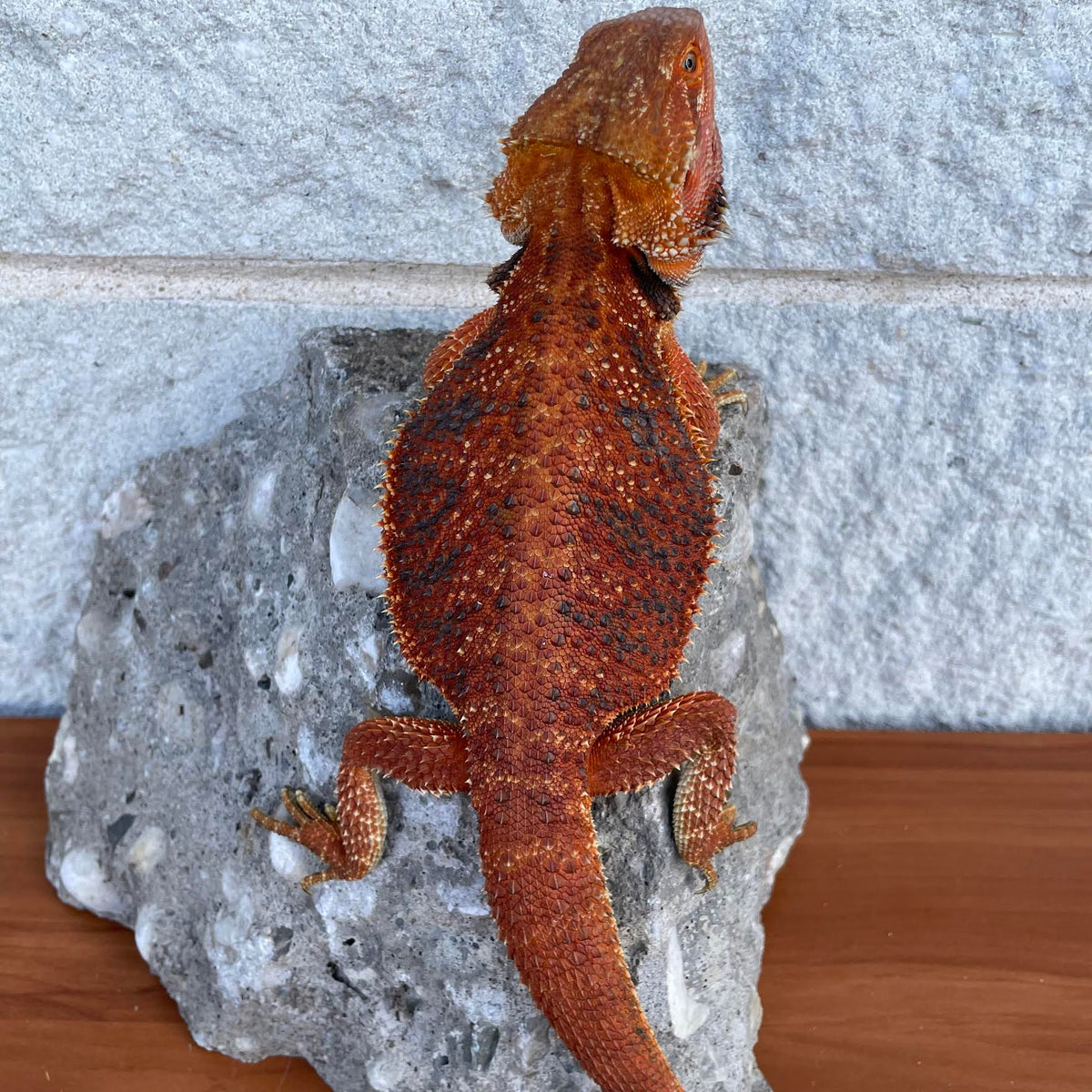 Red Blue Bar Male - Reptile Deli Inc.