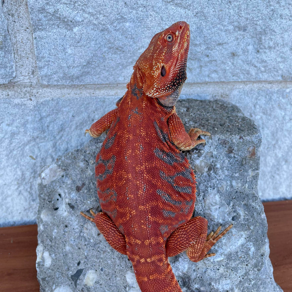 Red Leatherback Blue Bar Color Stripe Male - Reptile Deli Inc.