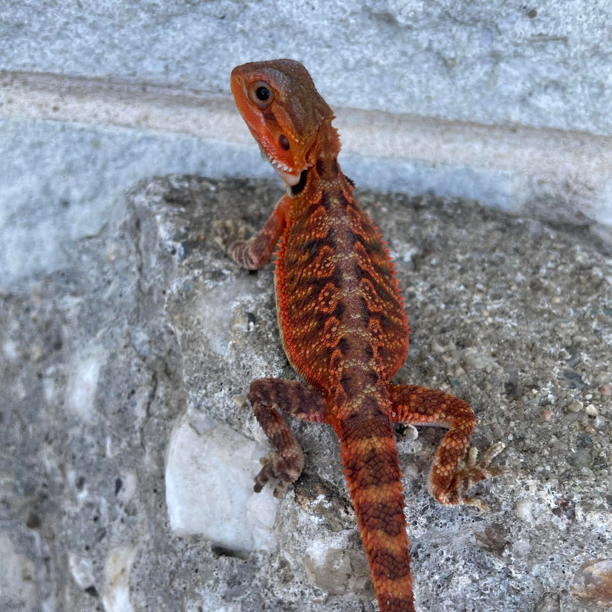 Translucent Red Monster Male - Reptile Deli Inc.