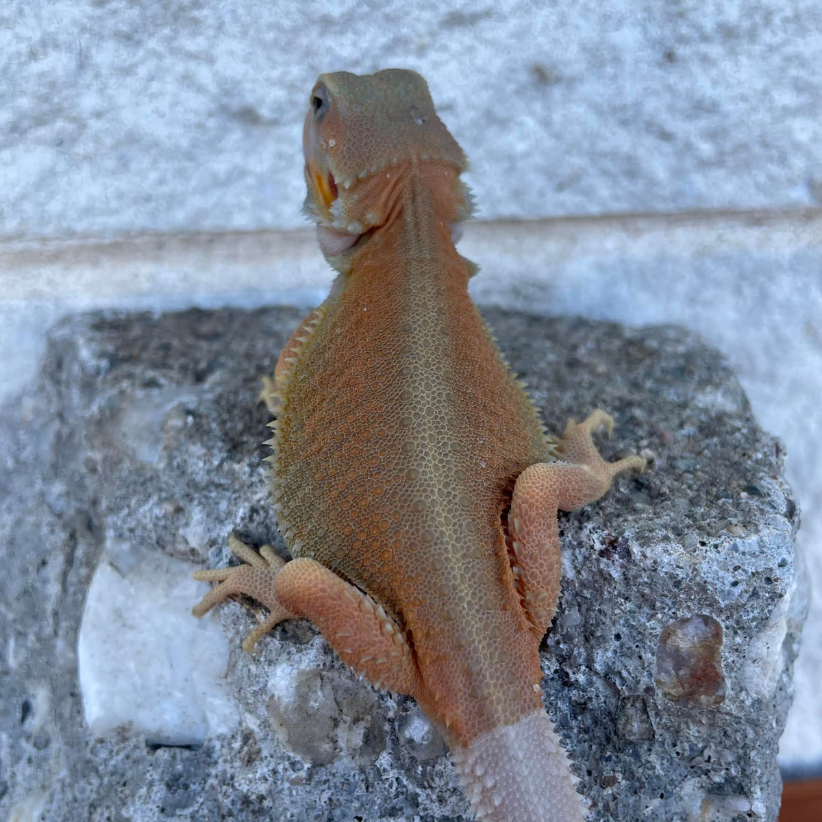 High Color Hypo Translucent Witblits Female - Reptile Deli Inc.
