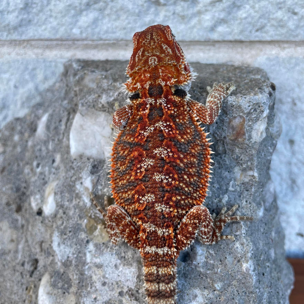 Blue Bar Red Monster Female - Reptile Deli Inc.