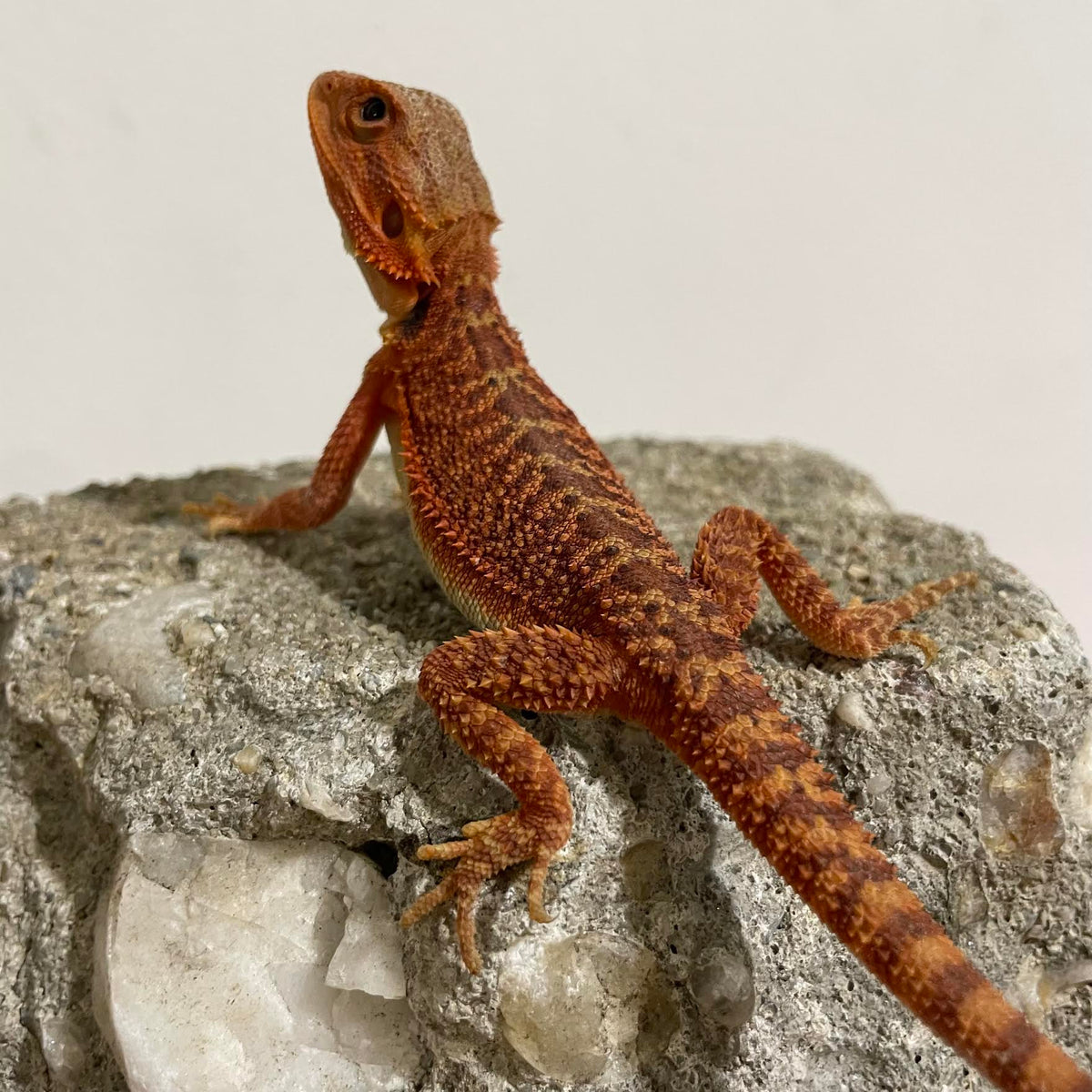 Red Translucent 50% Red Monster 100% Het Hypo Male - Reptile Deli Inc.