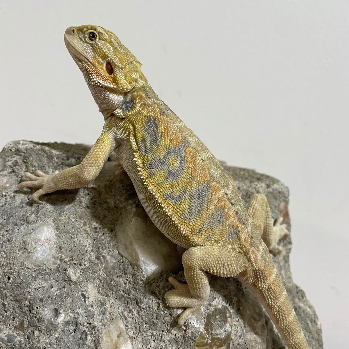 Blue Bar Hypo Leatherback 66% Het Translucent Female - Reptile Deli Inc.