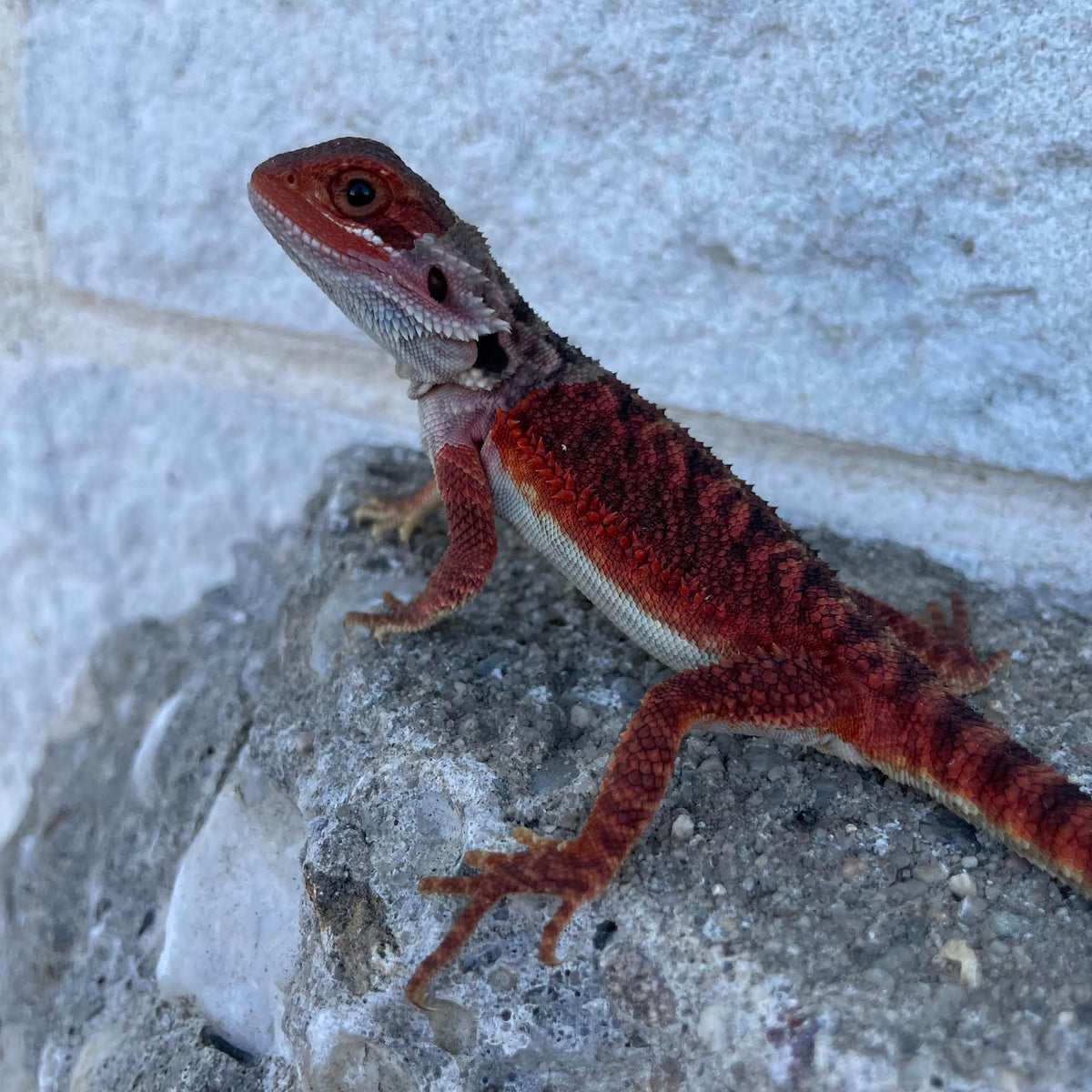 Translucent Red Monster Female - Reptile Deli Inc.