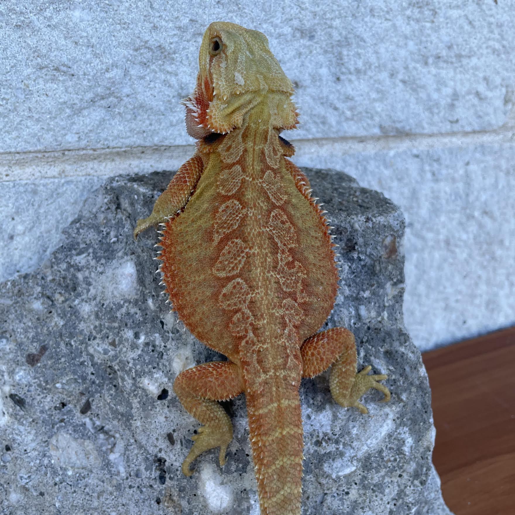 Orange Hypo Translucent Female - Reptile Deli Inc.