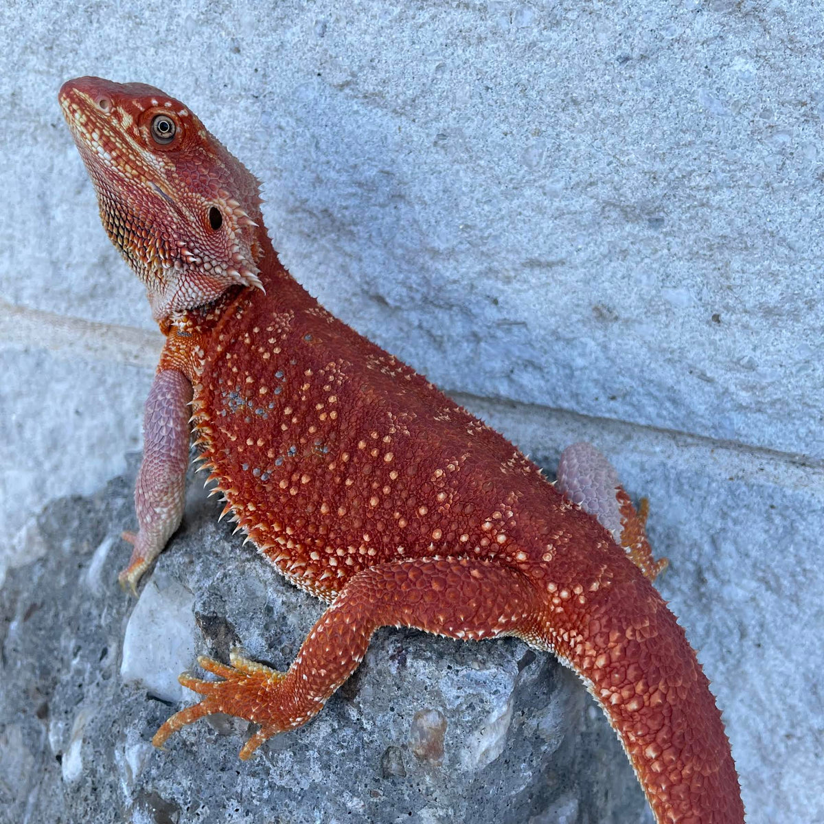 Red Hypo Sub Adult Female - Reptile Deli Inc.