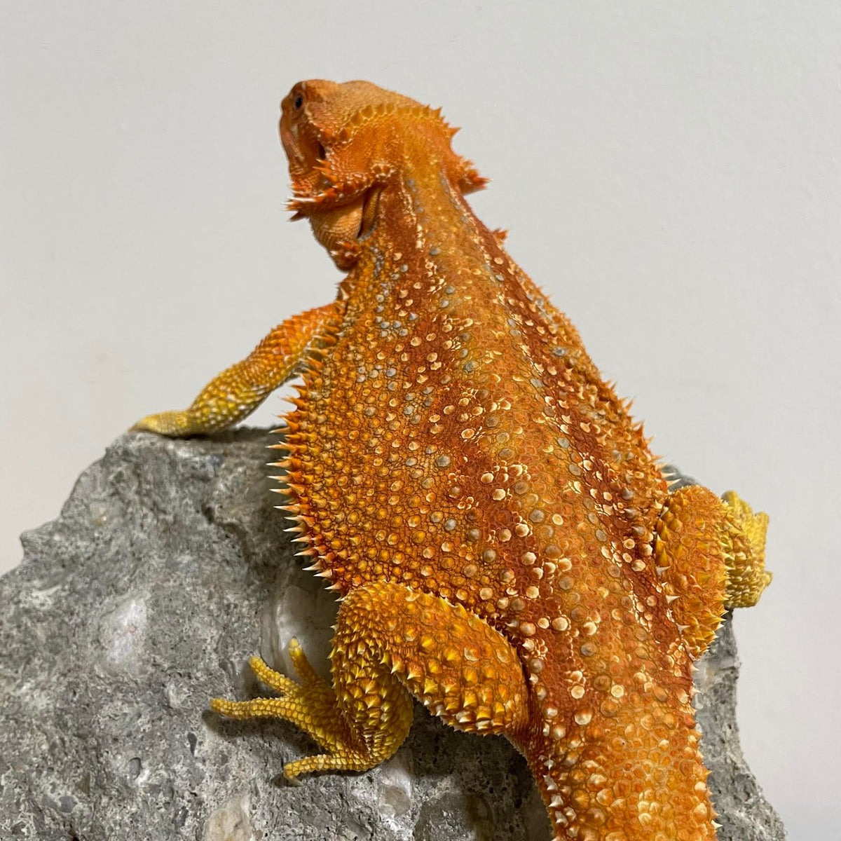 Red &amp; Orange Hypo Dunner Color Stripe Sub Adult Female 66% Het Translucent - Reptile Deli Inc.