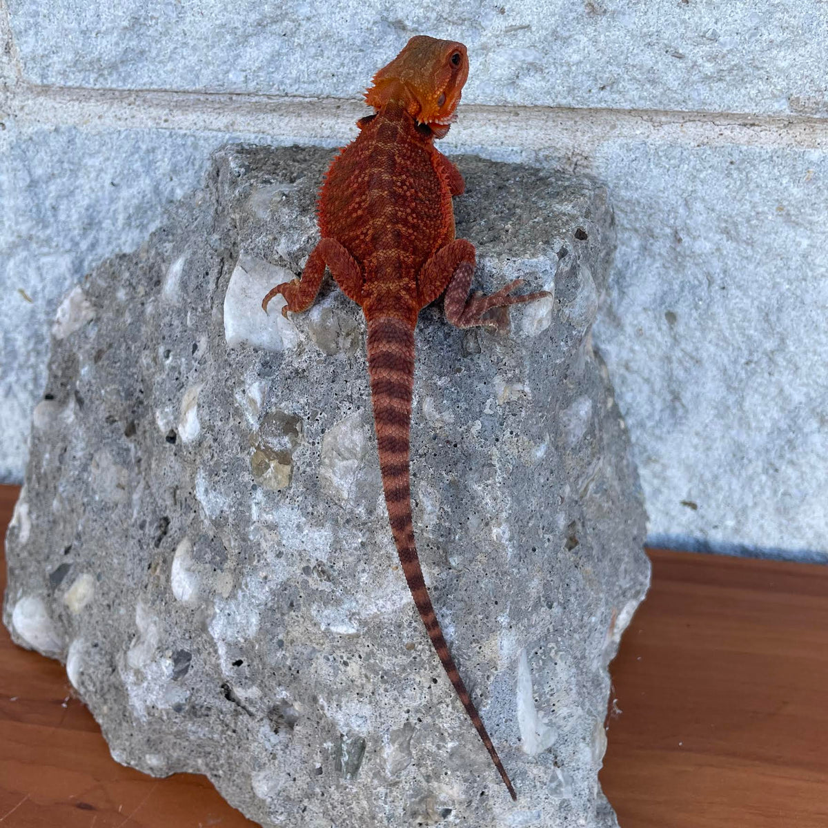 Translucent 50% Red Monster 100% Het Hypo Female - Reptile Deli Inc.