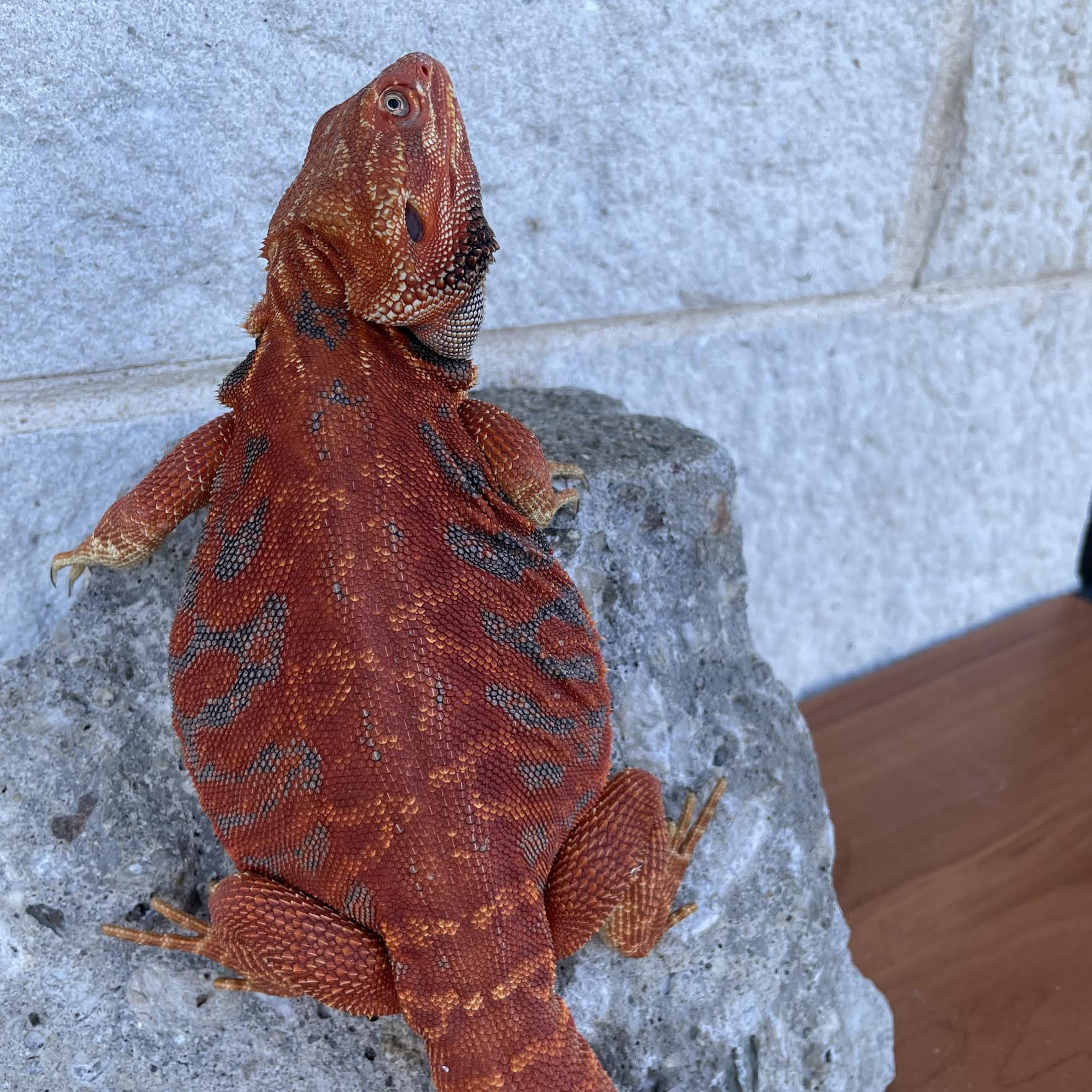 Red Leatherback Blue Bar Color Stripe Male - Reptile Deli Inc.