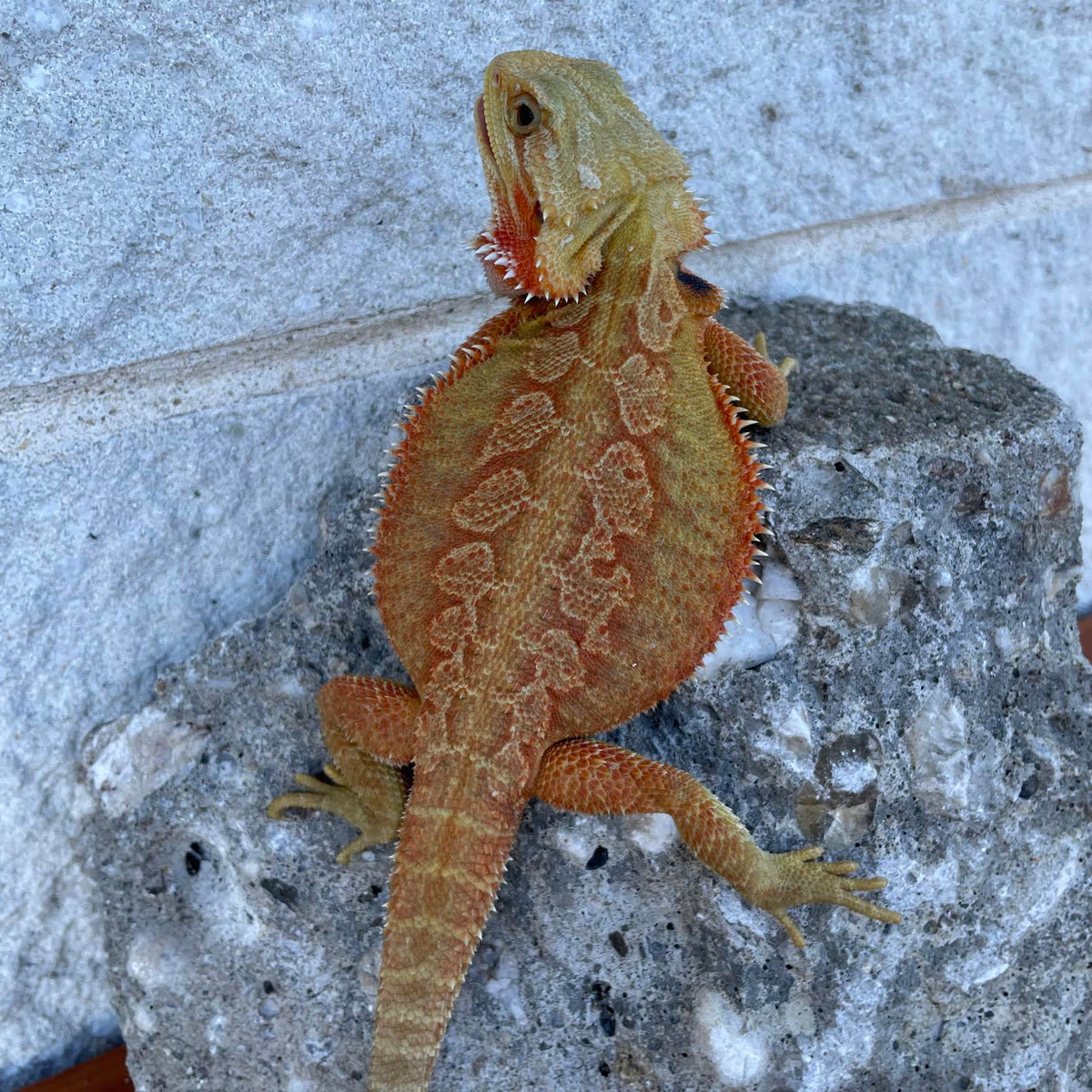 Orange Hypo Translucent Female - Reptile Deli Inc.