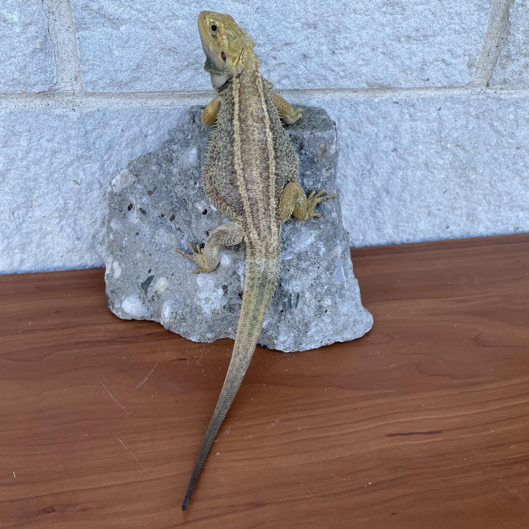 Paradigm Male - Reptile Deli Inc.