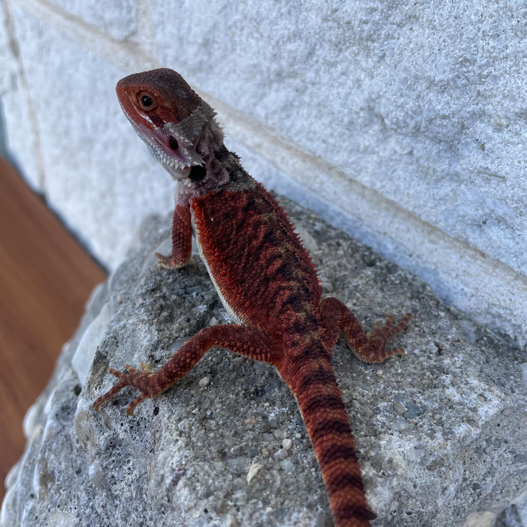 Translucent Red Monster Female - Reptile Deli Inc.