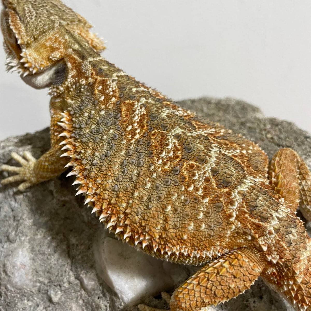 Blue Bar 66% Het Hypo Translucent Sub Adult Male - Reptile Deli Inc.