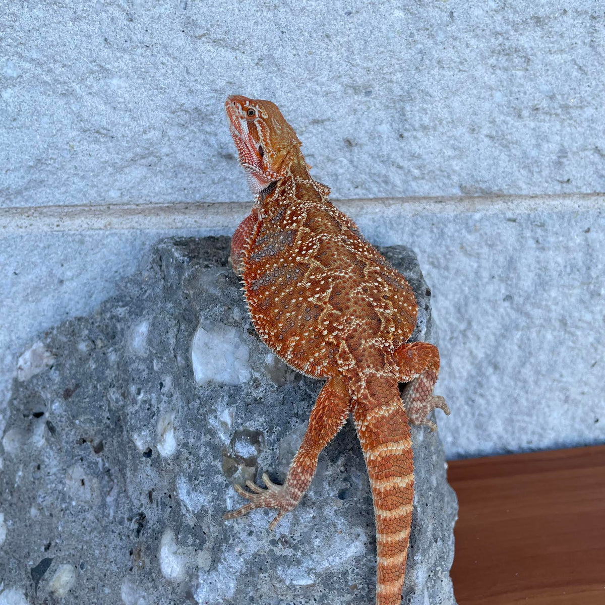 Red Blue Bar Female - Reptile Deli Inc.